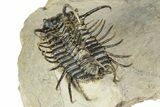 Spiny Koneprusia Trilobite - Foum Zguid, Morocco #344463-5